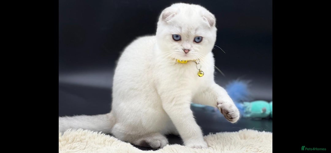 Scottish Fold cats for sale: Scottish Fold Kittens with TICA Registration - Advert 12