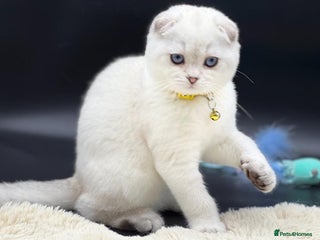 Scottish Fold cats Scottish Fold Kittens with TICA Registration - Advert 7