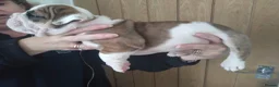 English Bulldog dogs for sale: STUNNING PUPS FROM HEALTH TESTED PARENTS - Advert 6