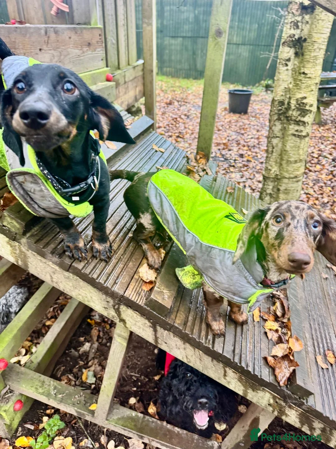 Miniature Dachshund dogs for sale: 2 female mini dushhound  - Advert 1