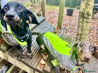 Miniature Dachshund dogs 2 female mini dushhound - Advert 1