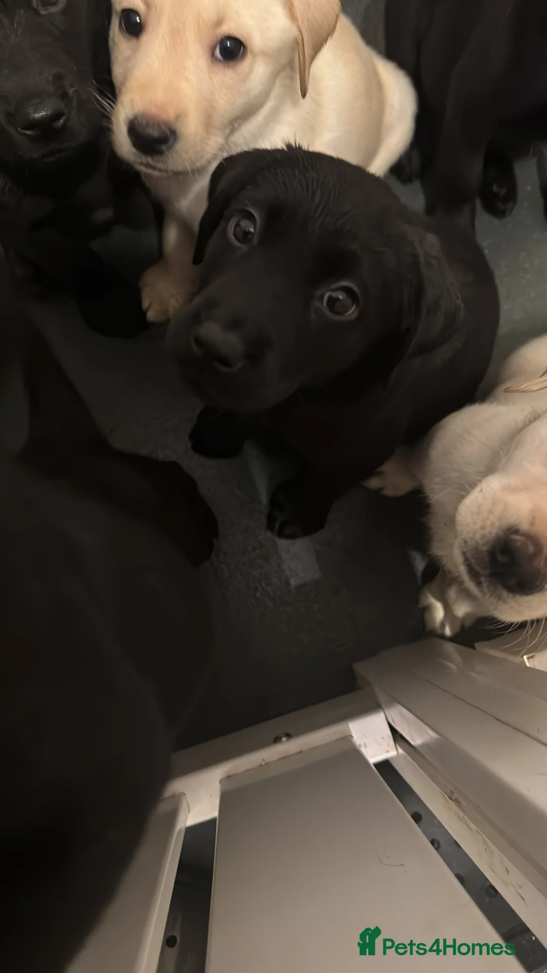 Labrador Retriever dogs for sale: 3 black females remaining – Labrador Retrievers - Advert 3