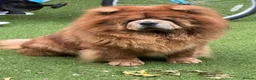Chow Chow dogs for sale: Chow chow male cinnamon 5 years old - Advert 7