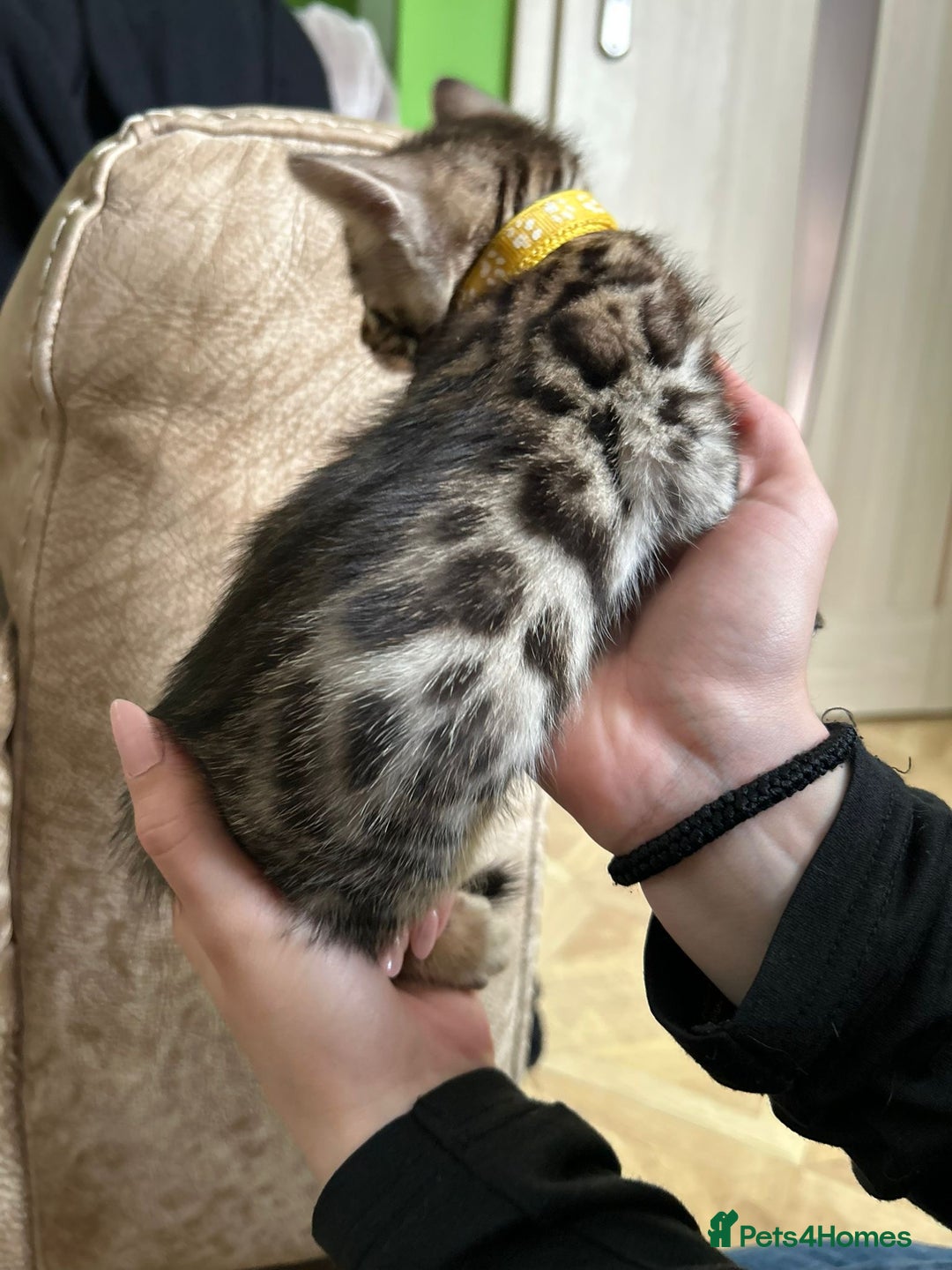 Bengal cats for sale: Gorgeous Pure Bengal Kittens Ready To Go! ❤️ - Image 25