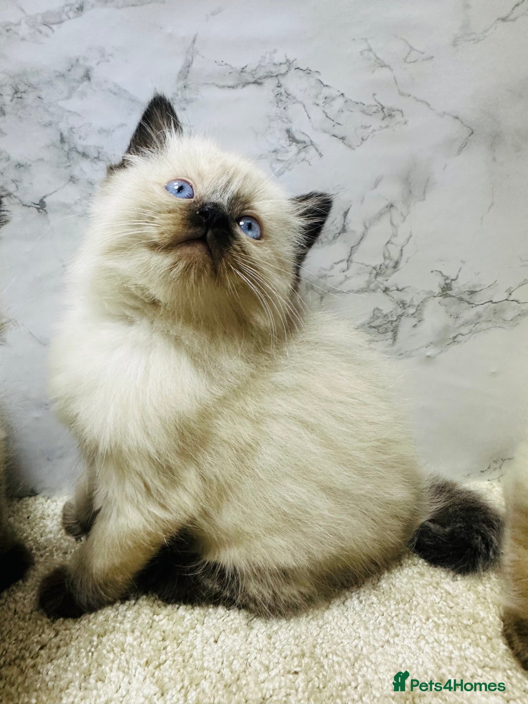 Ragdoll cats for sale: Pure Beautiful Ragdoll Kittens  - Advert 26