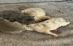 French Bulldog dogs for sale: Frenchie puppies 4 sale  - Image 6