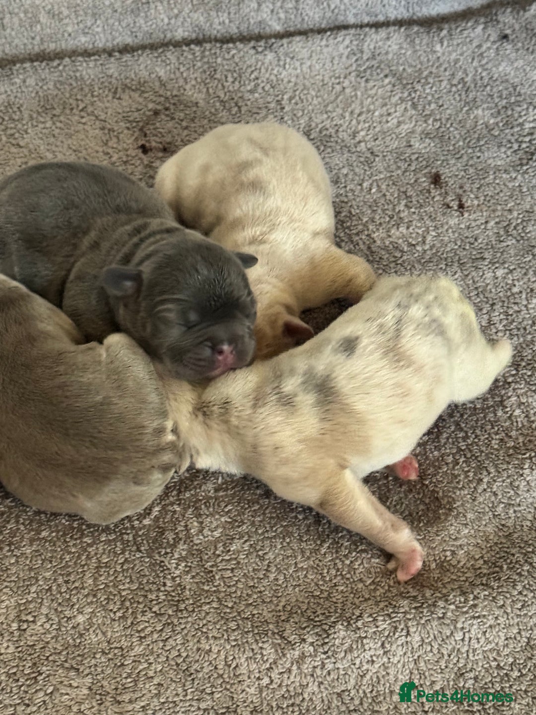 French Bulldog dogs for sale: Frenchie puppies 4 sale  - Image 6