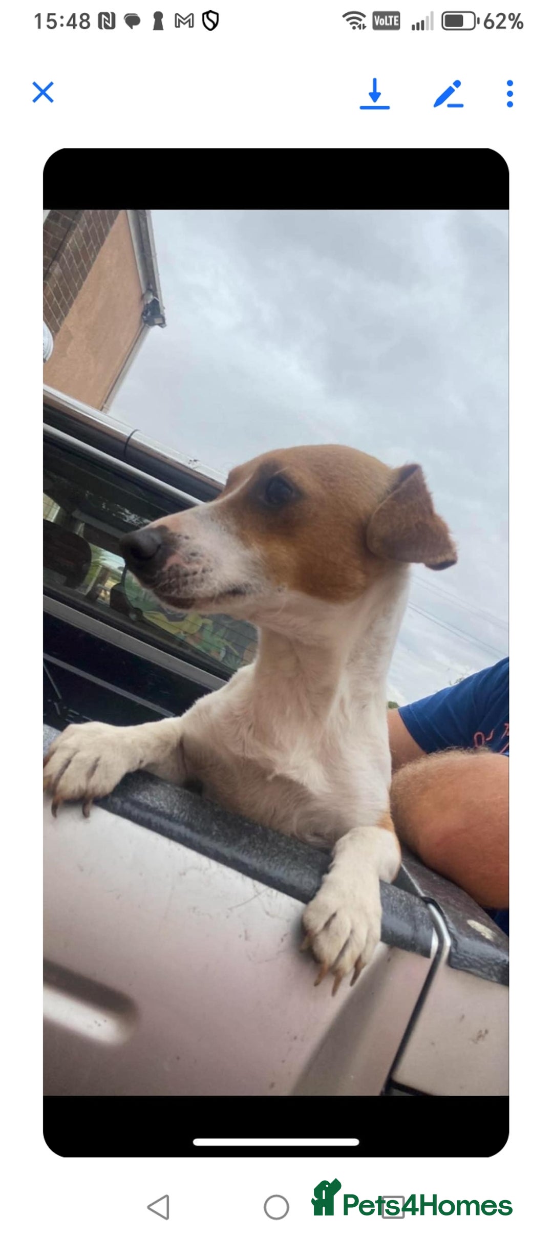 Mixed Breed dogs for sale: 3 Cockapoo x Jack Russell DNA clr Mum - Advert 26