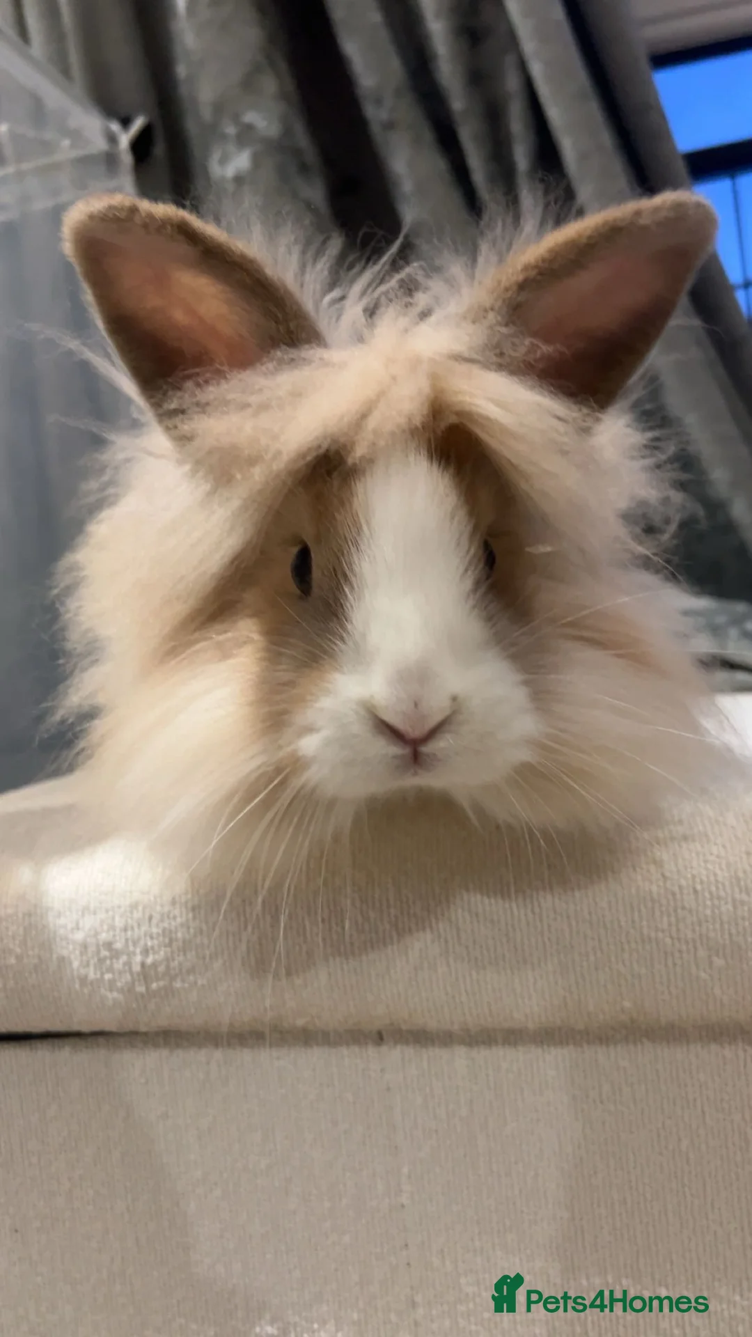 Lionhead rabbits for sale: Male lion head bunny  - Advert 1
