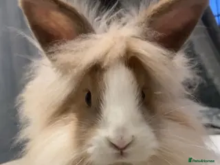 Lionhead rabbits Male lion head bunny - Advert 2