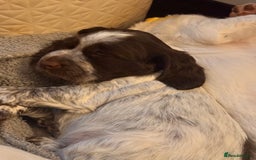 English Springer Spaniel dogs for sale: Springer Spaniel Pups  - Image 2