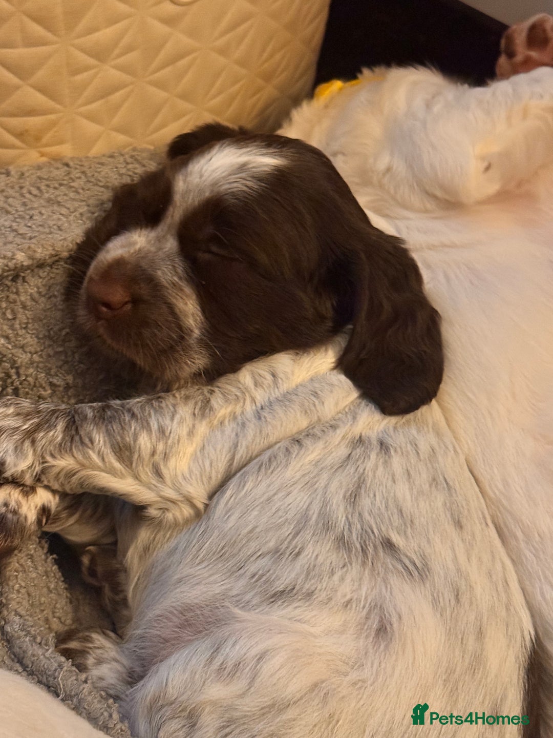 English Springer Spaniel dogs for sale: Springer Spaniel Pups  - Image 2