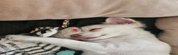 Chihuahua dogs for sale: 4 month little girl - Advert 10