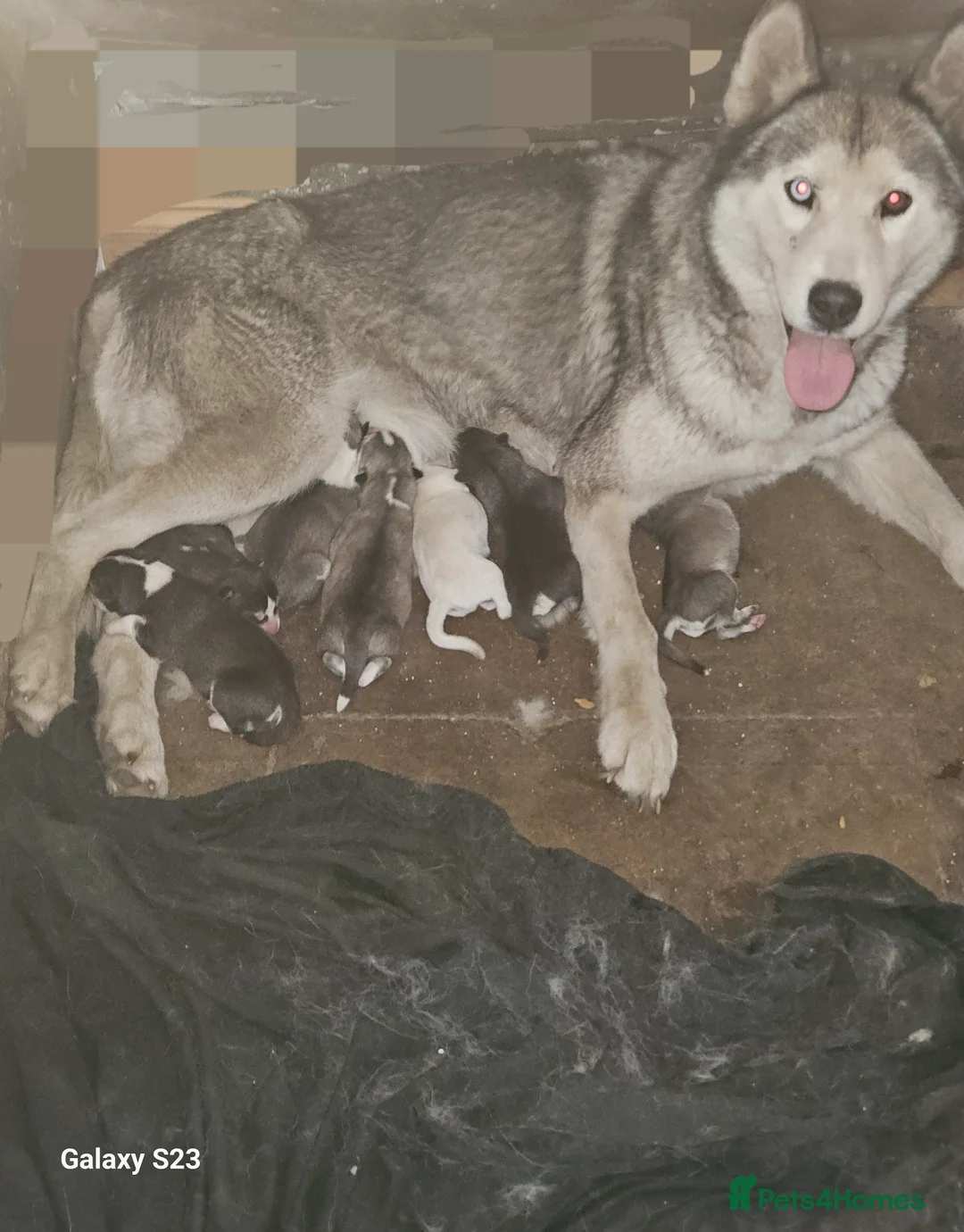 Siberian Husky dogs for sale: 7 siberian huskey puppies for sale £800 in Oldham - Advert 2
