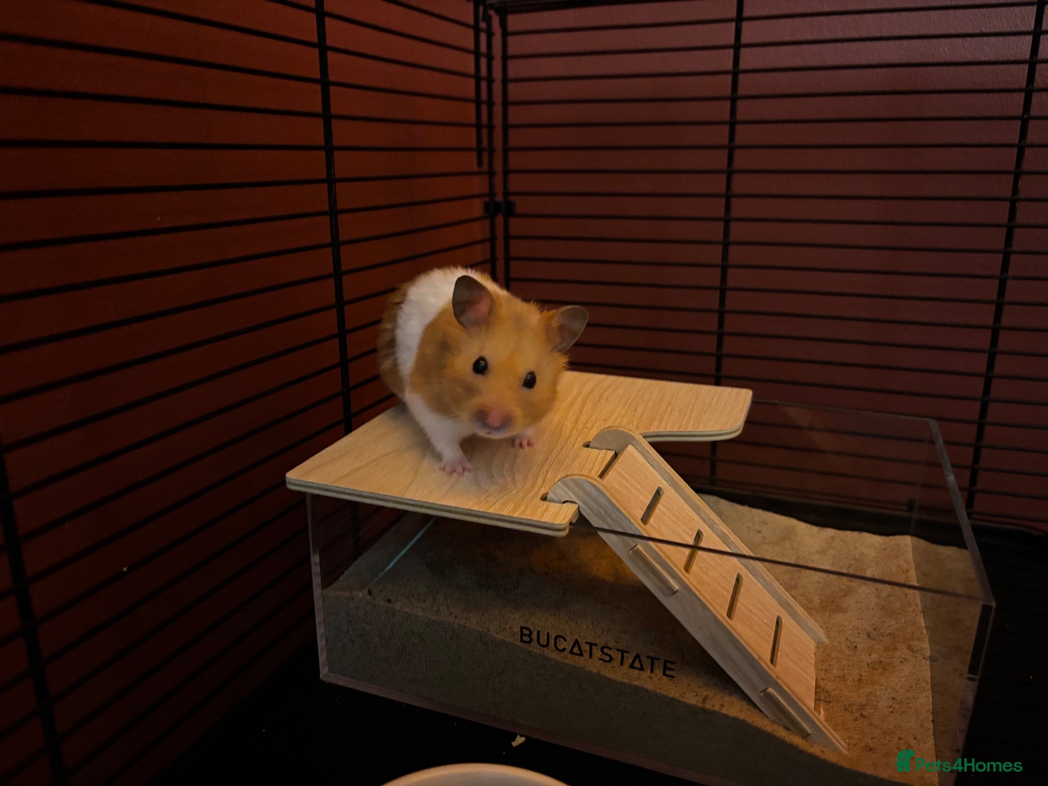 Hamster rodents Timid Syrian boy called Whiskey - Advert 1