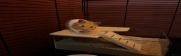 Hamster rodents for sale: Timid Syrian boy called Whiskey - Advert 1
