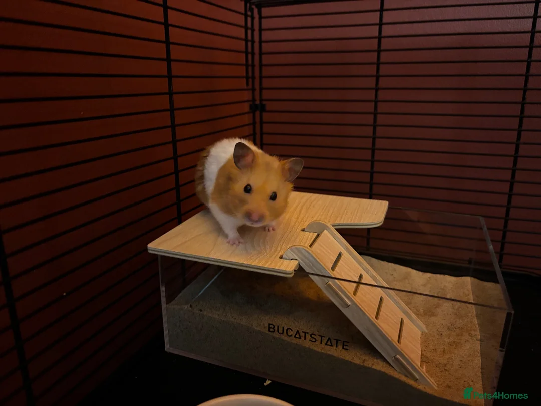 Hamster rodents for sale: Timid Syrian boy called Whiskey - Advert 1