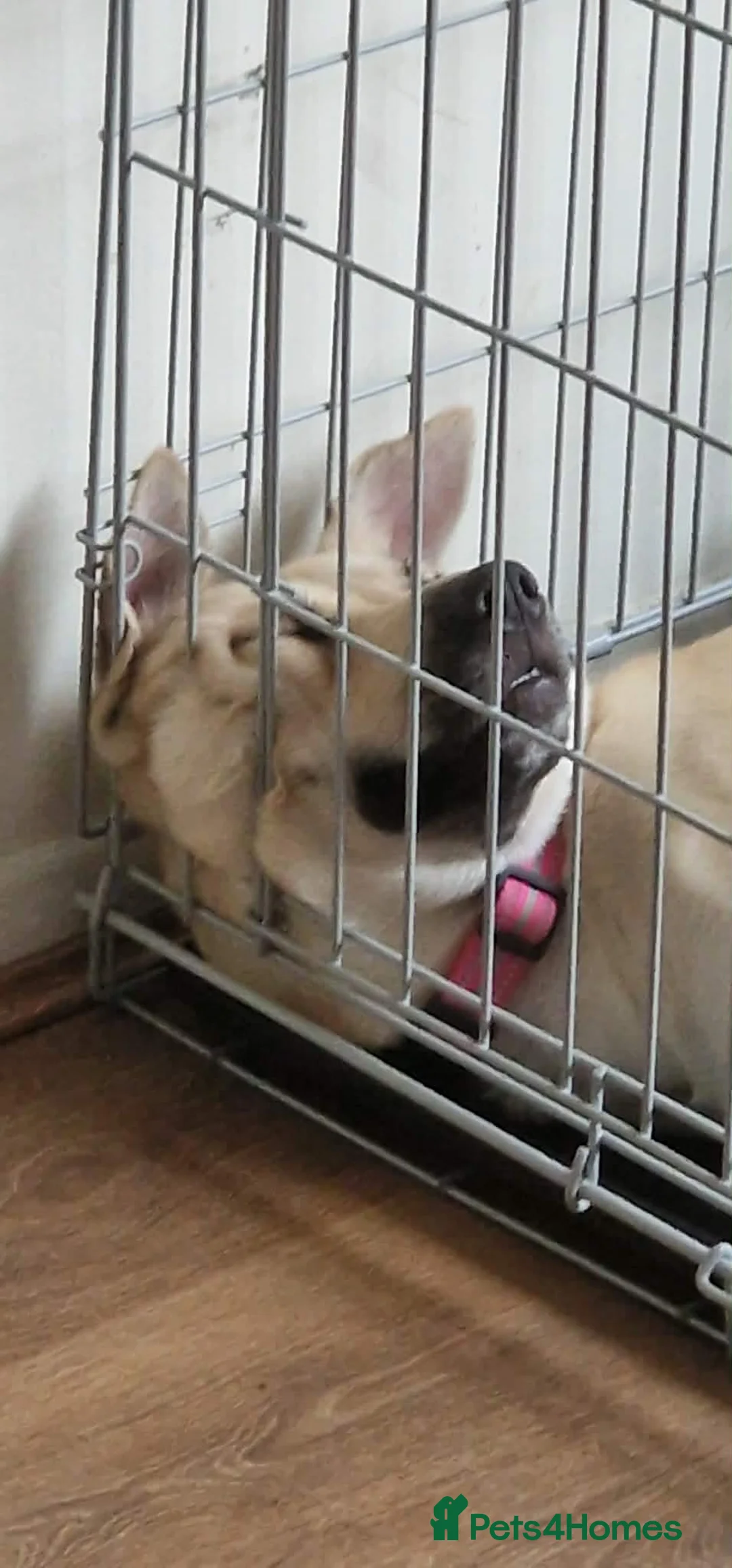 Mixed Breed dogs for sale: Beautiful German Shepherd girl - Advert 4