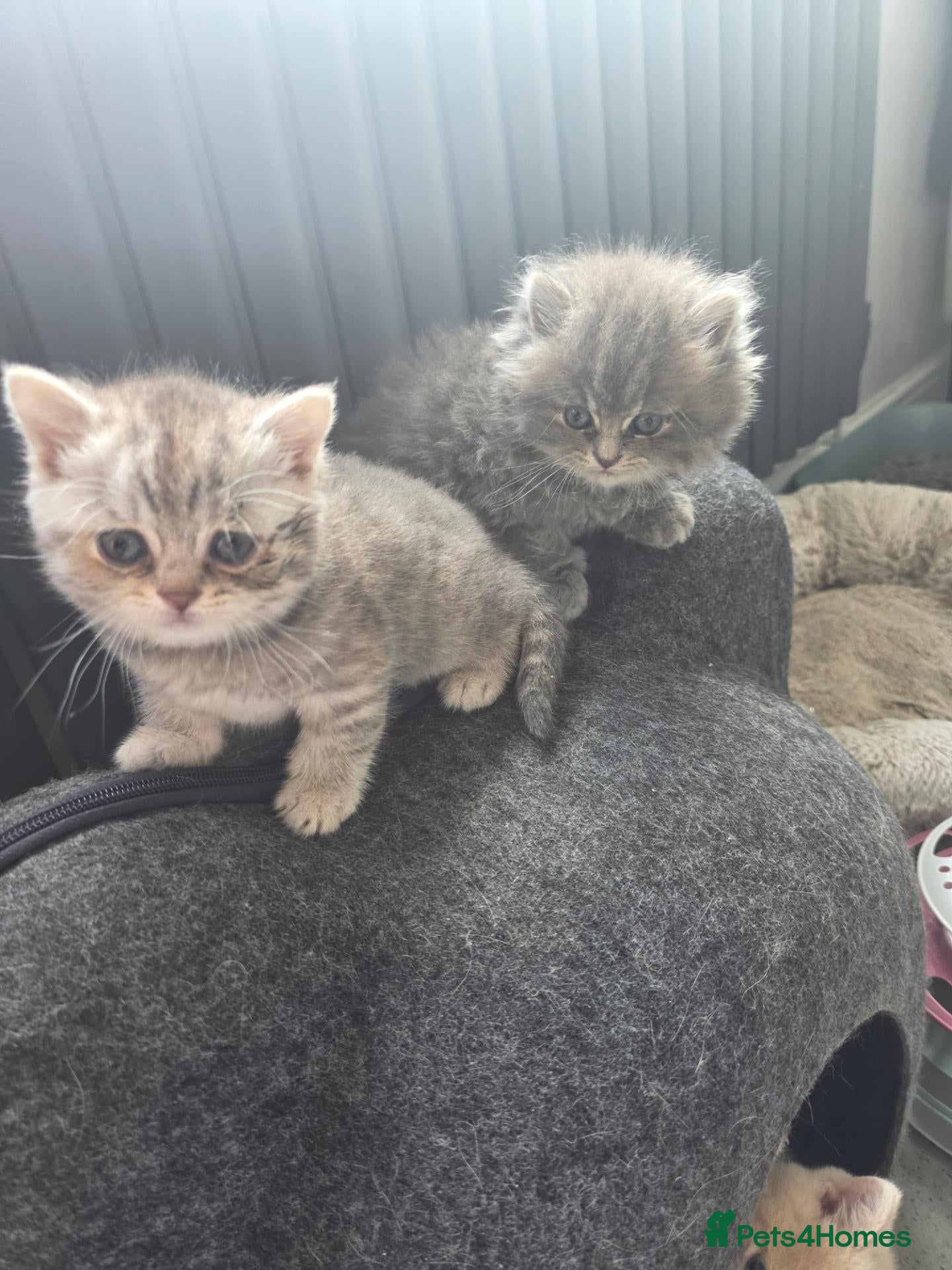 British Shorthair cats 3 beautiful babies ready to reserve  - Advert 1