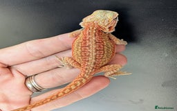 Bearded Dragon reptiles for sale: Baby Bearded Dragons ready now.  - Image 12