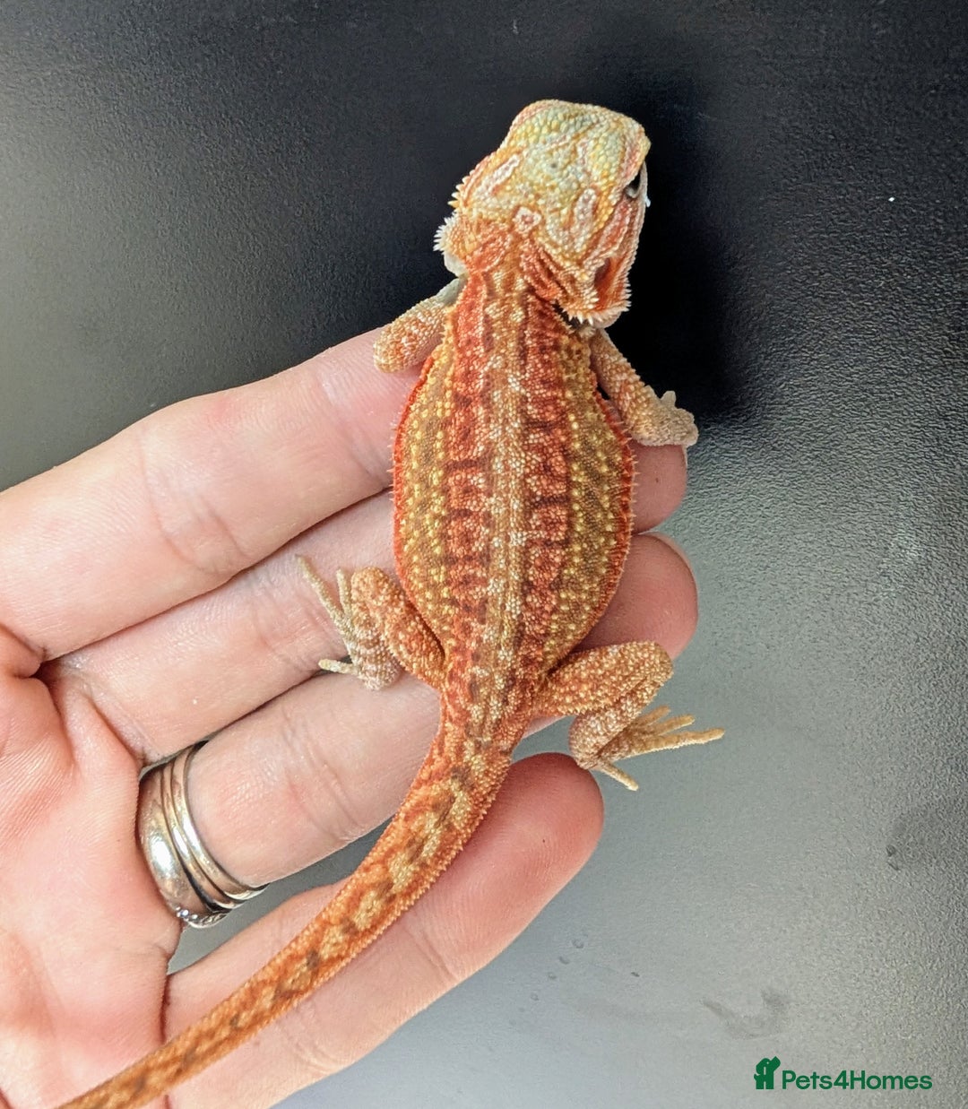 Bearded Dragon reptiles for sale: Baby Bearded Dragons ready now.  - Image 12