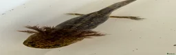 Axolotl reptiles for sale: Axolotl - Advert 33