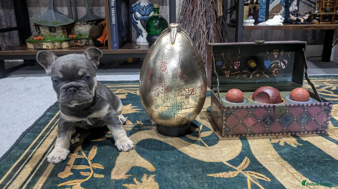 French Bulldog dogs for stud: French bulldogs for stud - Advert 14