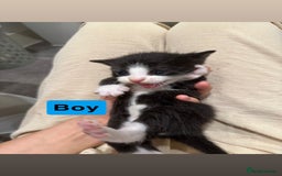 Domestic Shorthair cats for sale: Kittens - Image 3