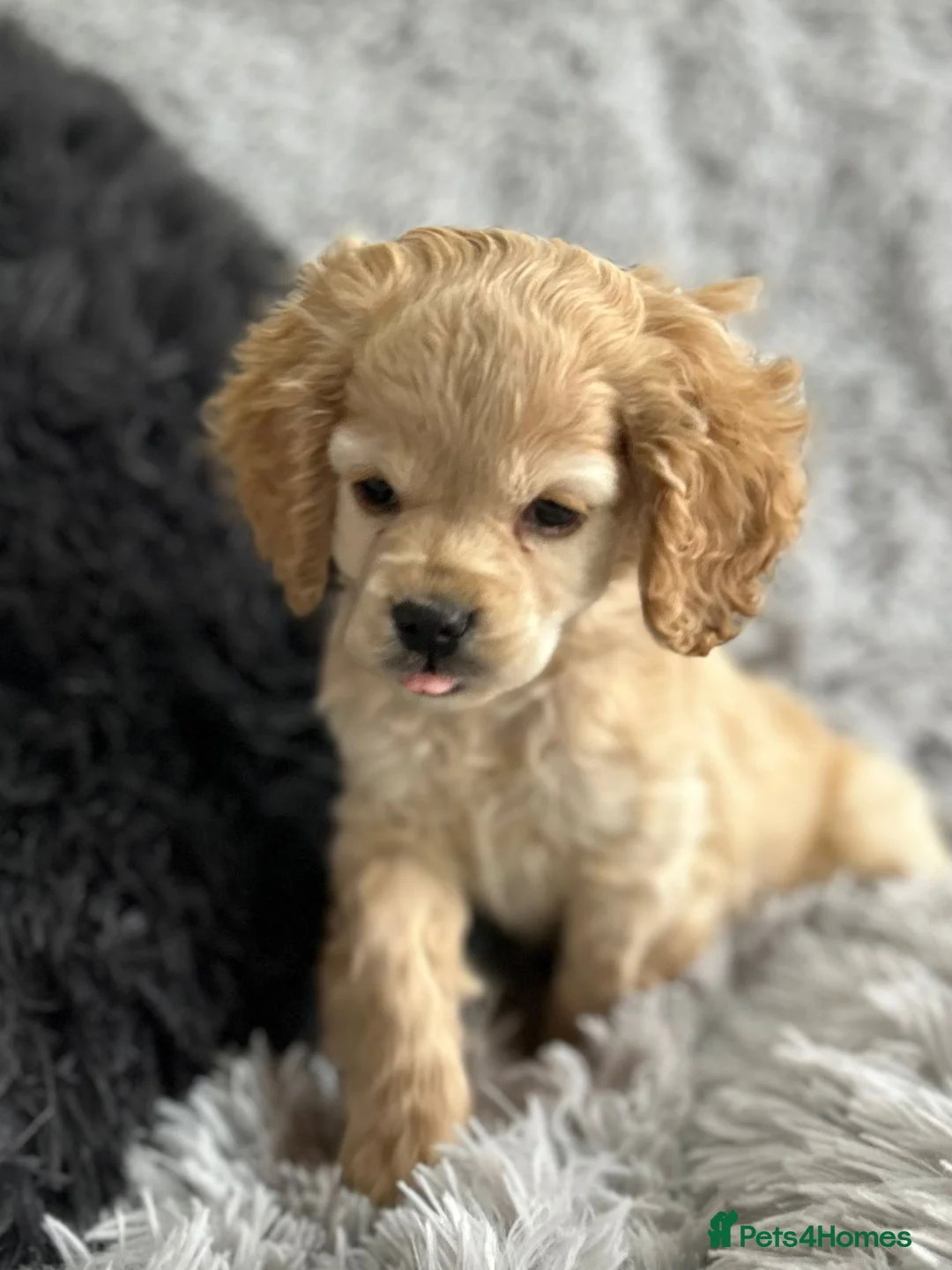 Cockapoo dogs for sale: Cockapoo - Advert 5