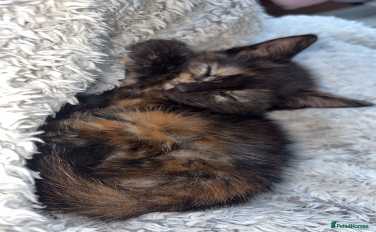 Mixed Breed cats - Advert 6