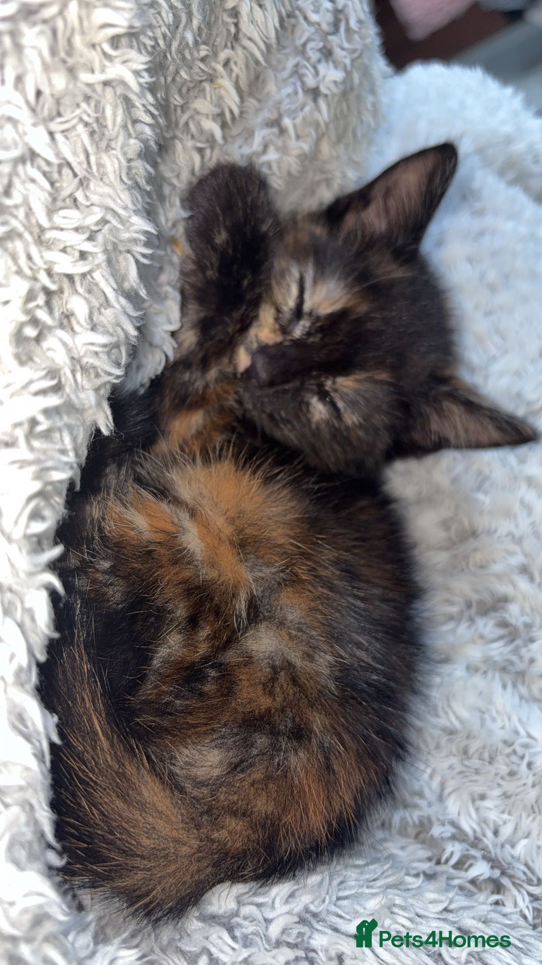 Mixed Breed cats for sale: 3 female kittens - Image 1
