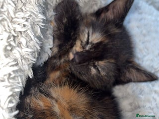 Mixed Breed cats - Advert 14