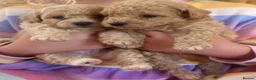 Poochon dogs for sale: 💙🌸Beautiful apricot F1 poochon puppies🌸💙 - Advert 2