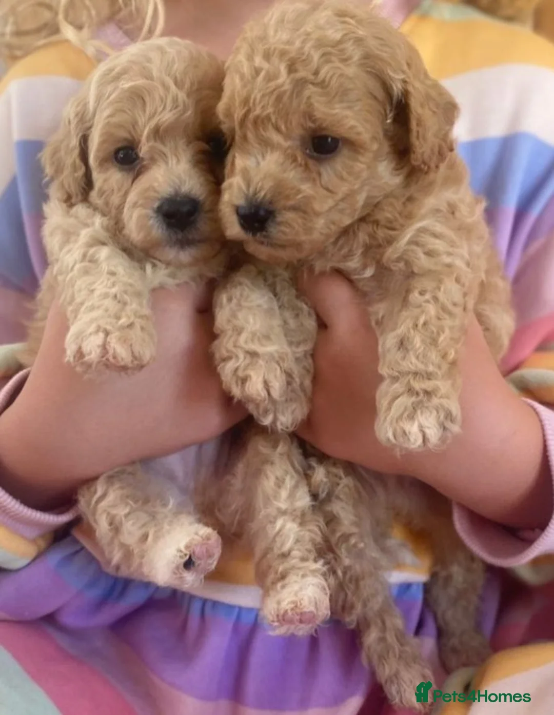 Poochon dogs for sale: 💙🌸Beautiful apricot F1 poochon puppies🌸💙 - Advert 2