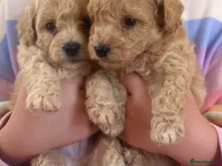 Poochon dogs 💙🌸Beautiful F1 poochon puppies🌸💙 - Advert 6