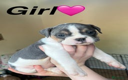 Mixed Breed dogs for sale: Olde Thyme English bulldog X New english bulldogs - Image 3