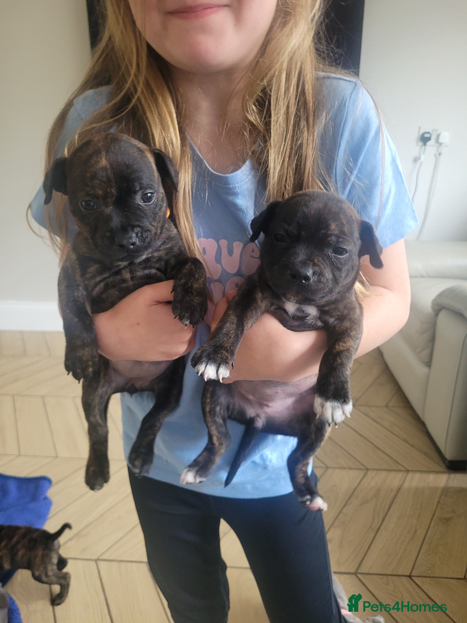 Mixed Breed dogs Beautiful staffie puppys (ready soon) - Advert 17