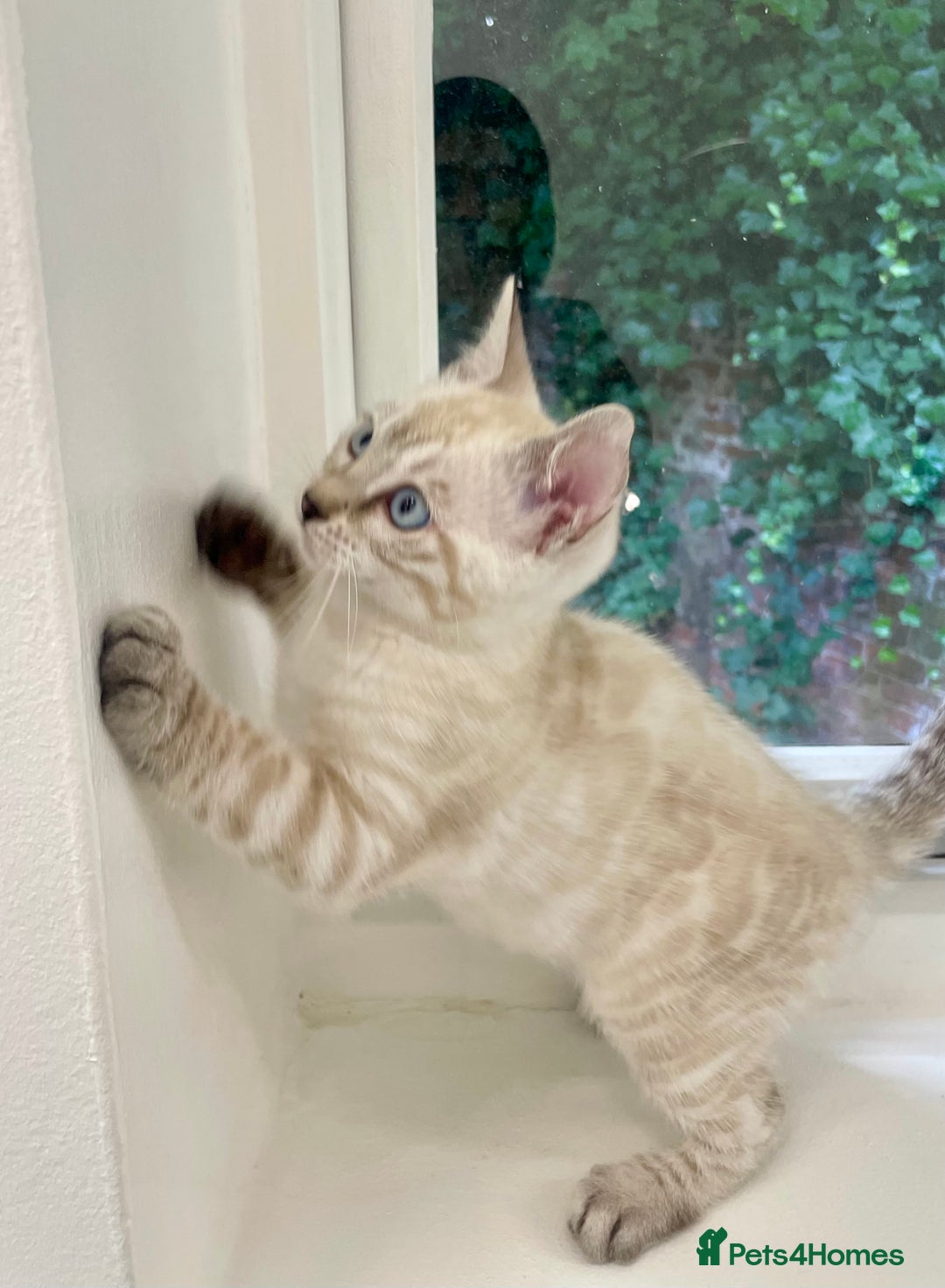 Bengal cats for sale: 🔥🏆Striking Rossetted Tica Pedigree Leapords🏆🔥 - Advert 11