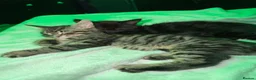 Maine Coon cats for sale: 6 Maine Coon Kittens LAST FEMALE LEFT - Advert 3