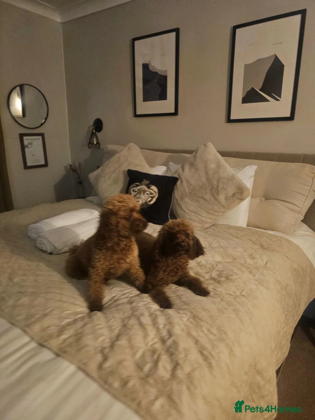 Cavapoo dogs for sale: Cavapoo DNA clear last boy left  - Advert 2