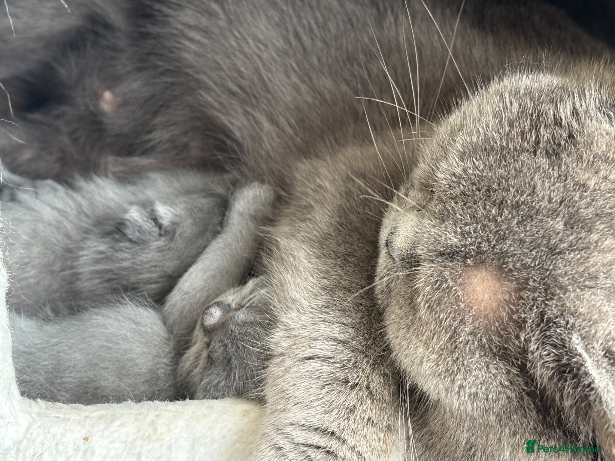 British Shorthair cats for sale: Beautiful family of stunning BSH and Blue - Advert 9