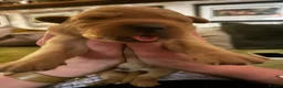 Labrador Retriever dogs for sale: Beautiful Fox Red Labrador retriever puppies  - Advert 3