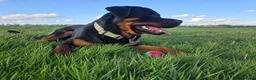 Rottweiler dogs for stud: Rottweiler for STUD  - Advert 4