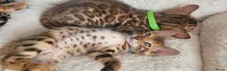 Bengal cats for sale: TICA Registered Bengal Kittens - Advert 10