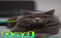 British Shorthair cats for sale: British shorthair kittens  - Image 17
