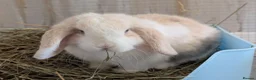 Mini Lop rabbits for sale: Beautiful blue-eyed Mini Lop sisters - Advert 14