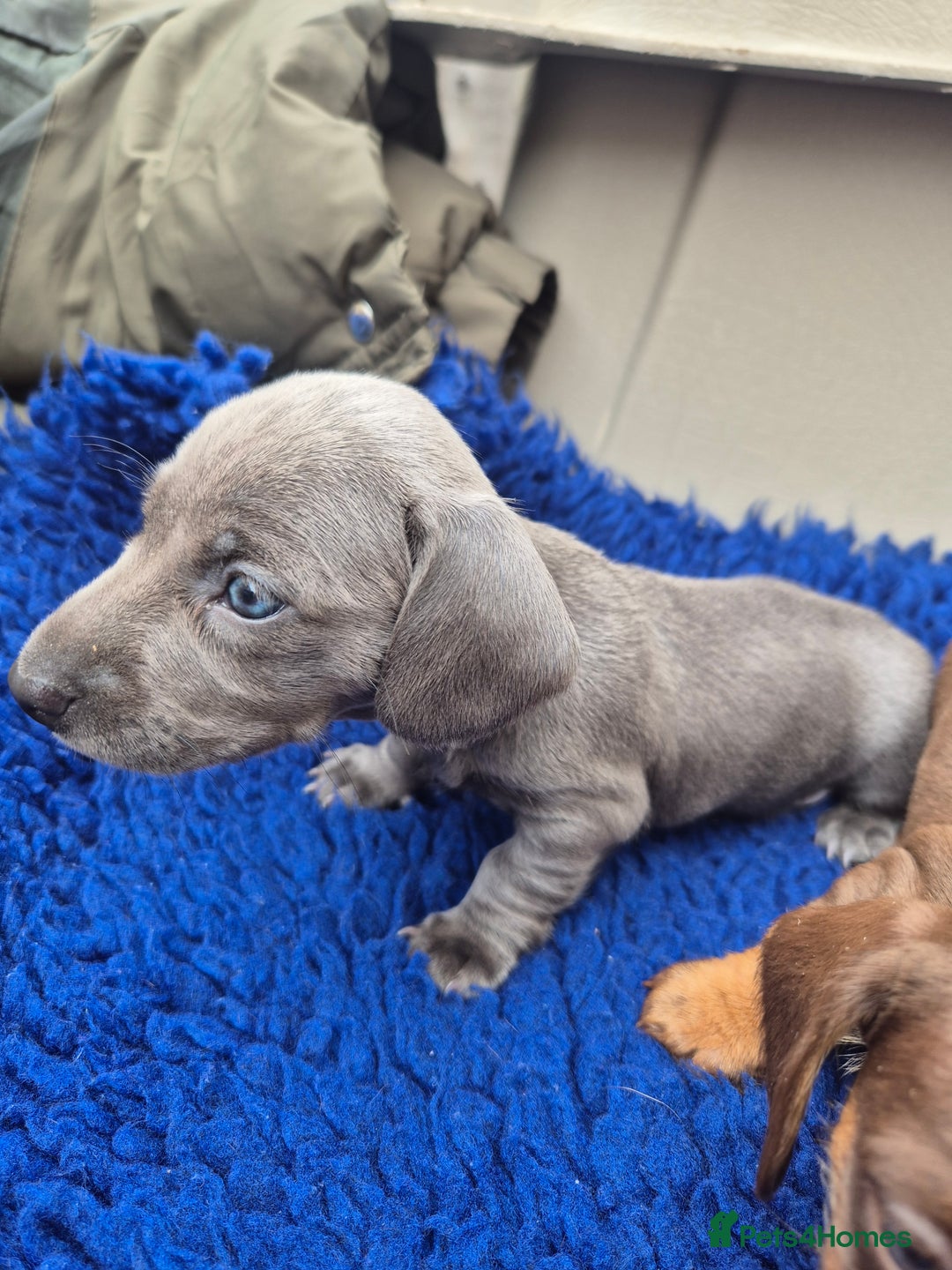 Miniature Dachshund dogs for sale: Stunning mini Daxies, KC reg PRA clear - Image 2