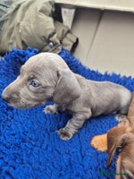 Miniature Dachshund dogs - Advert 7