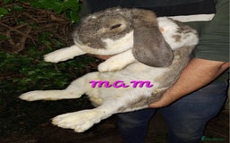 French Lop rabbits for sale: Baby Giant French Lop rabbits7 - Image 5