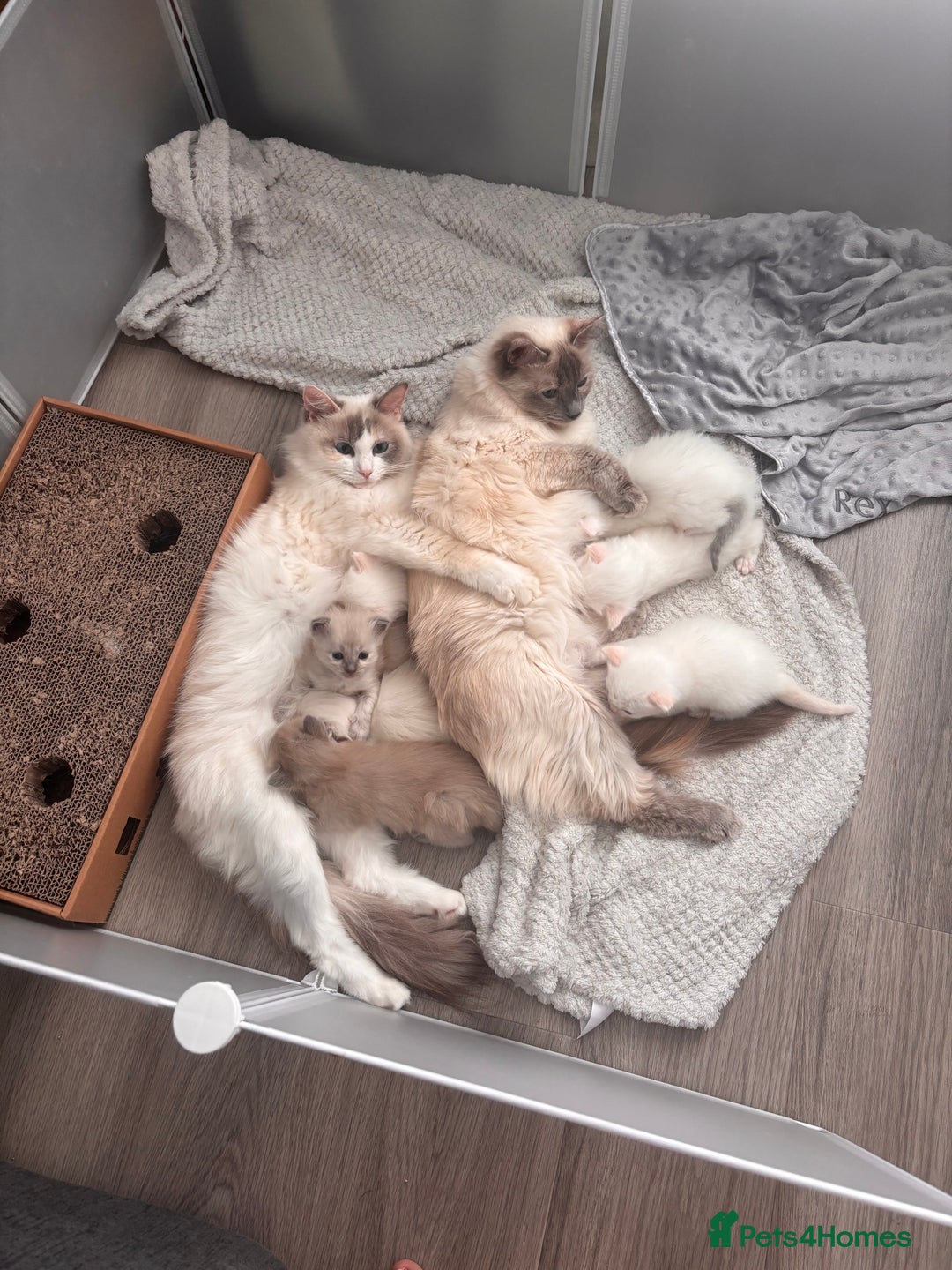Ragdoll cats for sale: Pedigree Ragdoll Kittens for sale - Image 11